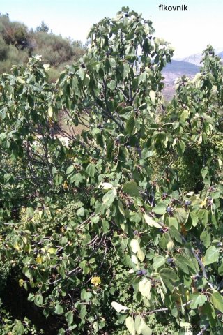 Albánií křížem krážem